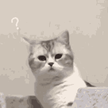 Un gif de un gato preguntandose por algo que ve