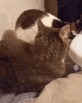 Funny Cat Bit Video GIF - Funny Cat Bit Video GIFs