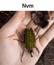 Unboxing Beetle GIF - Unboxing Beetle Meme GIFs
