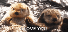 two sea otters laying in the water with the words `` i love you '' written below them .