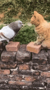 Cat Pigeon GIF - Cat Pigeon Fight GIFs