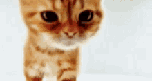 Tabby Kitty GIF - Tabby Kitty Face GIFs