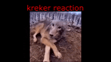 Kreker Wolf GIF - Kreker Wolf Tionanimatat GIFs