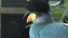 Turaco Turaco Bird GIF - Turaco Turaco Bird GIFs