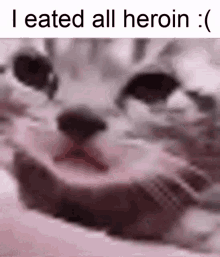 Heroin Sad GIF - Heroin Sad Cat GIFs