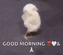 a white bird is dancing with the words good morning and hearts below it