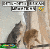 two cats are looking at each other with a sign that says detik-detik bisikan mematikan