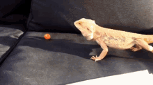 Can My Bearded Dragon Eat Tomatoes GIF - Can My Bearded Dragon Eat Tomatoes GIFs