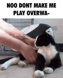 Overwatch Meme GIF - Overwatch Meme Cat GIFs