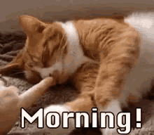 Morning Good GIF - Morning Good Cats GIFs