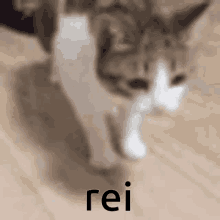 Cat Rei GIF - Cat Rei GIFs