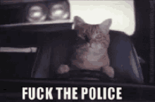 Fuck Police GIF - Fuck Police Cat GIFs