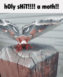 moth holy shit holy shit a moth moth
