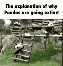 panda extinction