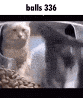 a cat is standing in front of a bowl of food with the words balls 336 written above it