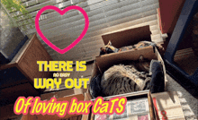 two cats in a cardboard box with the words " there is no easy way out of loving box cats " on the bottom