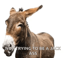 Donkey Animal GIF - Donkey Animal Funny GIFs