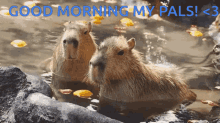 Capybaras Good Morning GIF - Capybaras Good Morning Good Morning Capybara GIFs