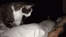 Get Up Human GIF - Cat Wake Up Hooman GIFs