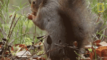 Eating Wild Nordic GIF - Eating Wild Nordic Squirrel GIFs