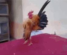Enojado Rooster GIF - Enojado Rooster Cockerel GIFs