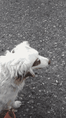 Tortello White Dog GIF - Tortello White Dog Happy Dog GIFs