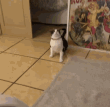 Scared Cat GIF - Scared Cat Running GIFs