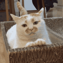 Cat Cute GIF - Cat Cute White Cat GIFs