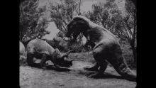 Dinosaur Fight GIF - Dinosaur Fight Shots GIFs