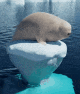 a seal is sitting on top of a small iceberg in the ocean