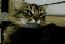 a close up of a cat 's face with a white nose