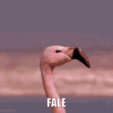 Fale Flamingo Flamingo GIF