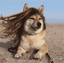 dog windy