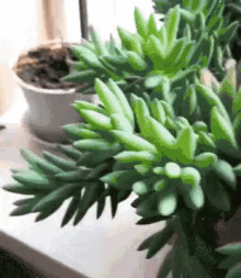 植物 多肉植物 可爱 GIF - Plant Cute Succulents GIFs