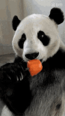 Panda Eat GIF - Panda Eat Lick GIFs