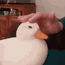 Cute Duck GIF - Cute Duck Petting GIFs