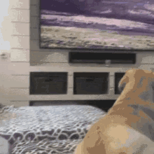 cute puppy dog watch tv