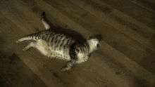Eshe Cat GIF - Eshe Cat Egyptian Mau GIFs