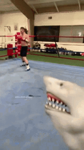 Shark Puppet Shark Week GIF - Shark Puppet Shark Week Boxing - Discover &  Share GIFs