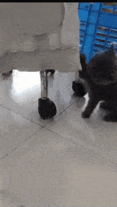 a cat standing next to a chair with a blue crate in the background that says perfect