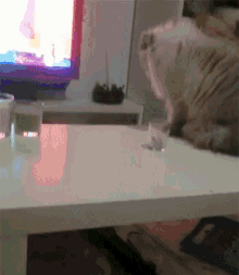 Cat Glass GIF - Cat Glass Falling GIFs