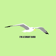 an illustration of a seagull with the words i 'm a smart bird below it
