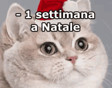 Meno Una Settimana A Natale Natale Ansia Regali Vacanze Gatto GIF - One Week Until Christmas Christmas Anxiety GIFs