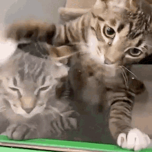 Cat Love Cats GIF - Cat Love Cats Angry GIFs