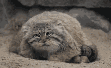Manul Pallas Cat GIF - Manul Pallas Cat GIFs