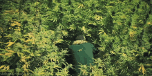 Grass Weed GIF