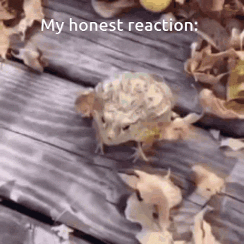 My Honest Reaction Dog GIF - My honest reaction Dog Timerfy