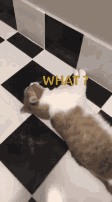 Cat Catwhat GIF - Cat Catwhat Taofucat GIFs