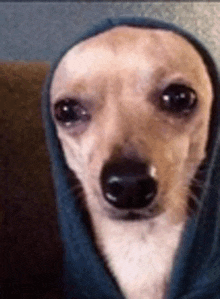 a close up of a small dog wearing a hoodie .