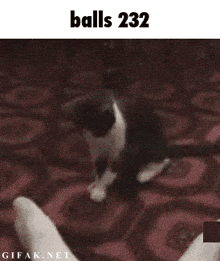 a black and white photo of a cat with the words balls 232 below it